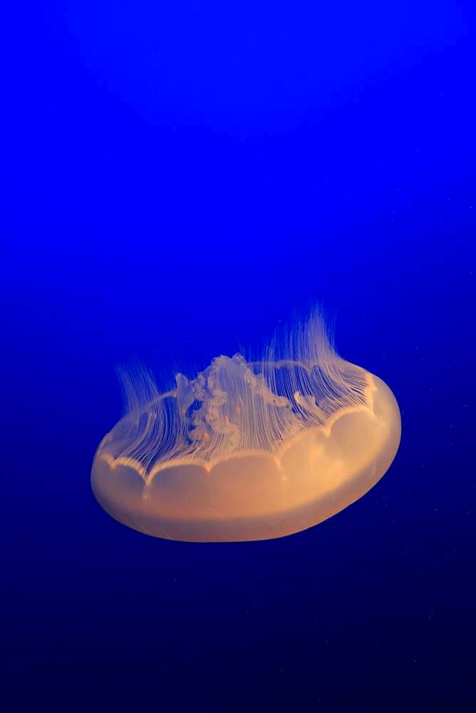 Common jellyfish (Aurelia labiata), in water, California, USA, North America