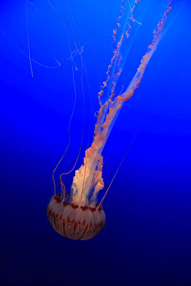 Purple-striped Jellyfish (Chrysaora colorata), in water, California, USA, North America