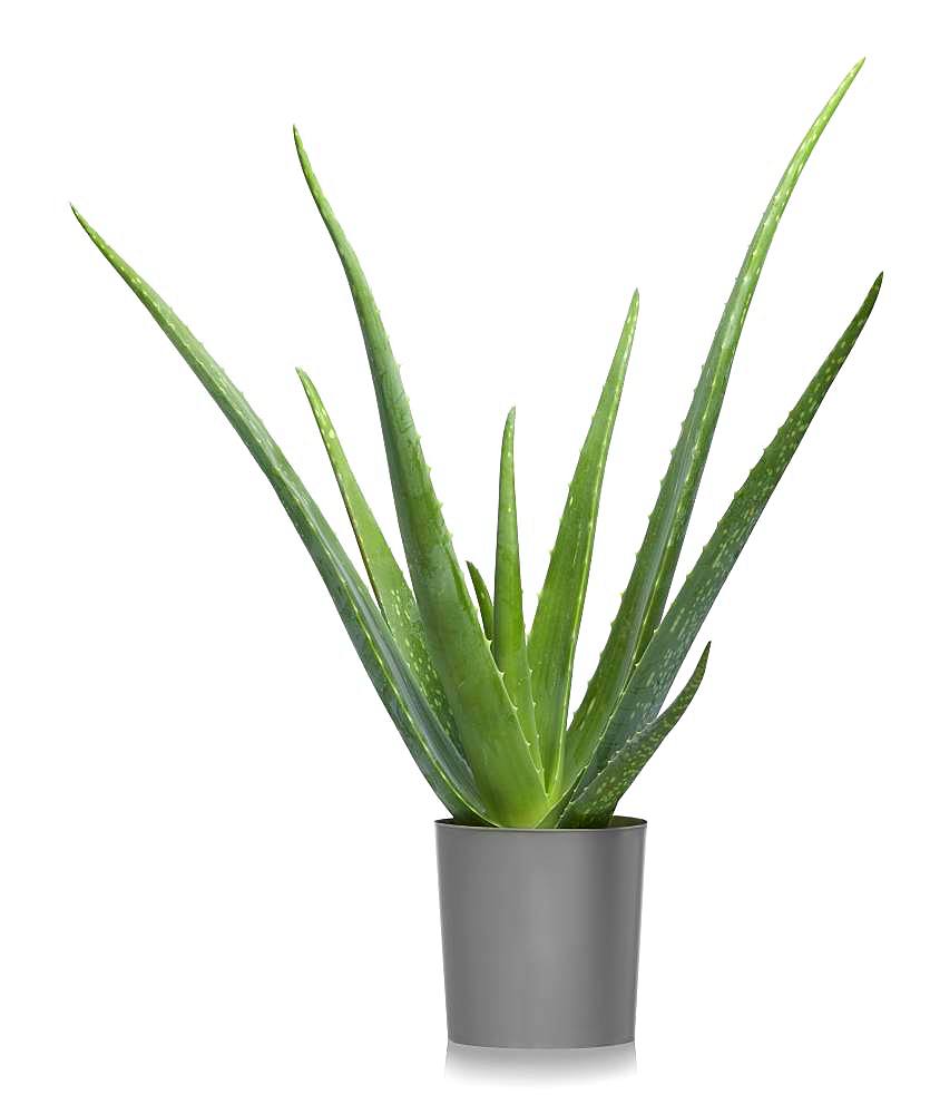 Aloe vera (Aloe vera) in flowerpot, cutout, white background, Germany, Europe