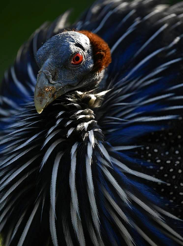 Vulturine guineafowl (Acryllium vulturinum), captive, Germany, Europe