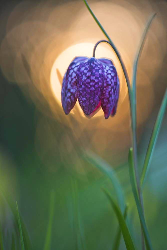 Snake's Head Fritillary (Fritillaria meleagris) in backlight, Emsland, Lower Saxony, Germany, Europe