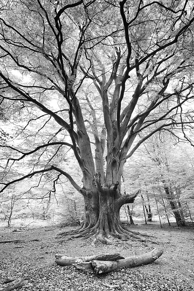 Huge old gnarled Beech (Fagus), black and white, Reinhardswald, Sababurg, Hesse, Germany, Europe