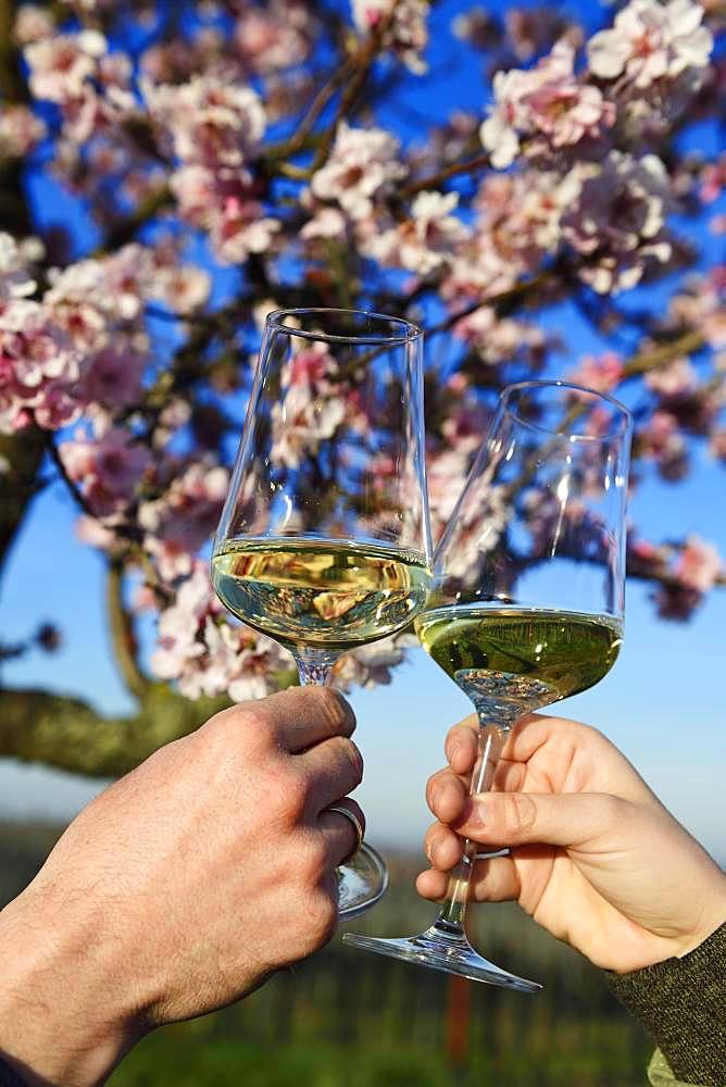 Pair toasting with white wine in front of a flowering almond tree, Burrweiler, Pfaelzer Mandelpfad, German Wine Route, Rhineland-Palatinate, Germany, Europe