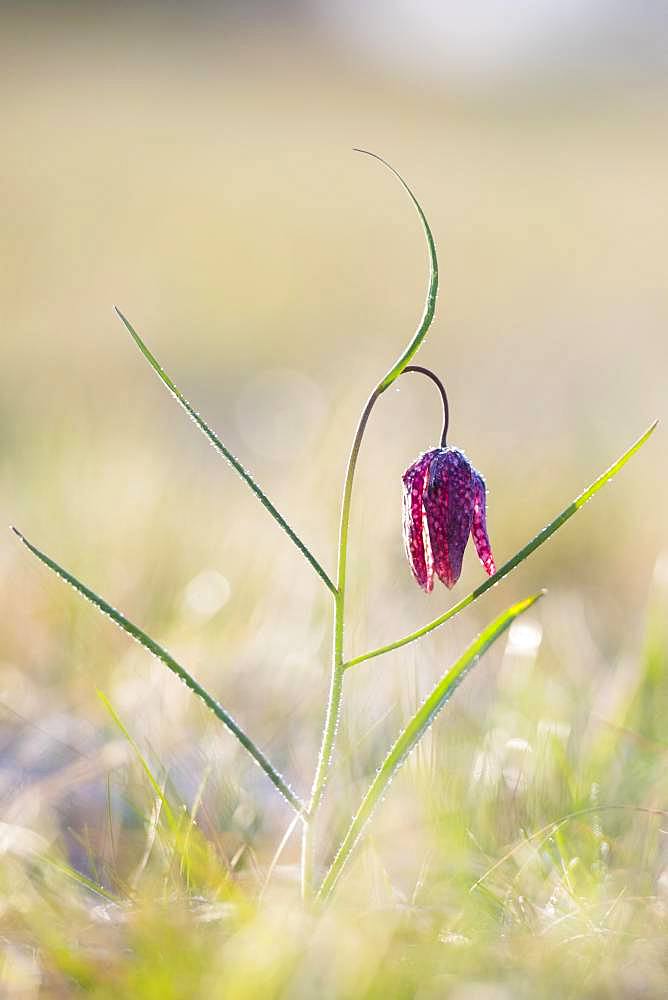 Snake's Head Fritillary (Fritillaria meleagris) with ice crystals in a meadow at sunrise, Styria, Austria, Europe