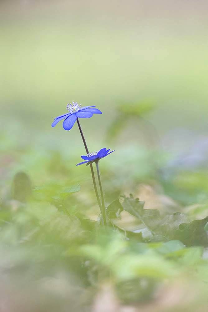 Liverwort (Hepatica nobilis) on forest soil, Lower Austria, Austria, Europe