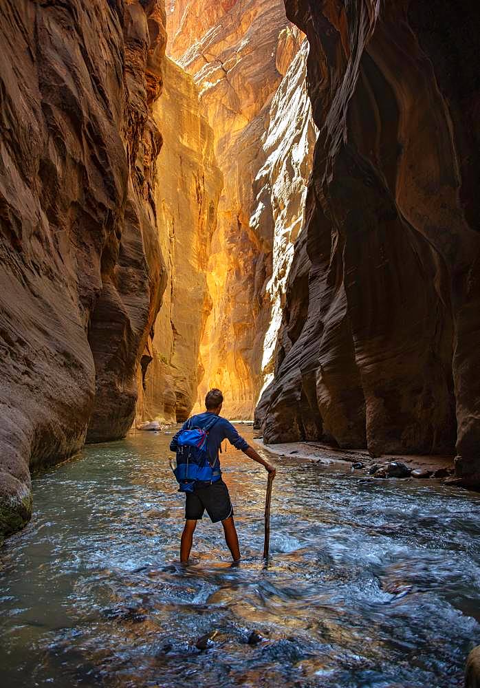 Hiker walks in the water, The Narrows, narrow place of the Virgin River, steep walls of the Zion Canyon, Zion National Park, Utah, USA, North America