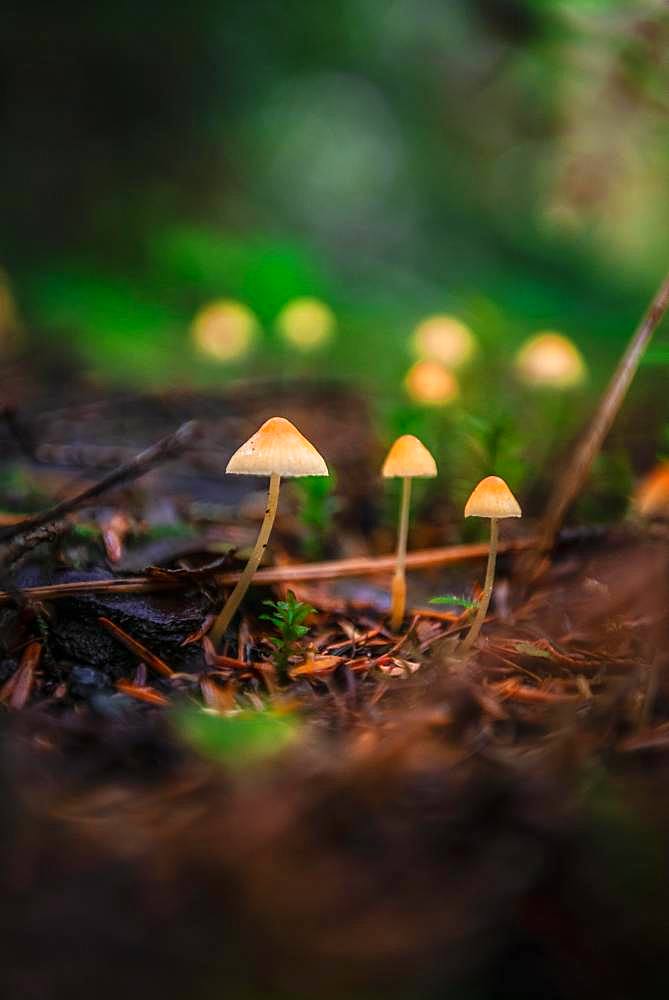 Small yellow Bonnets (Mycena) on forest floor, temperate rainforest, Mt. Baker-Snoqualmie National Forest, Washington, USA, North America