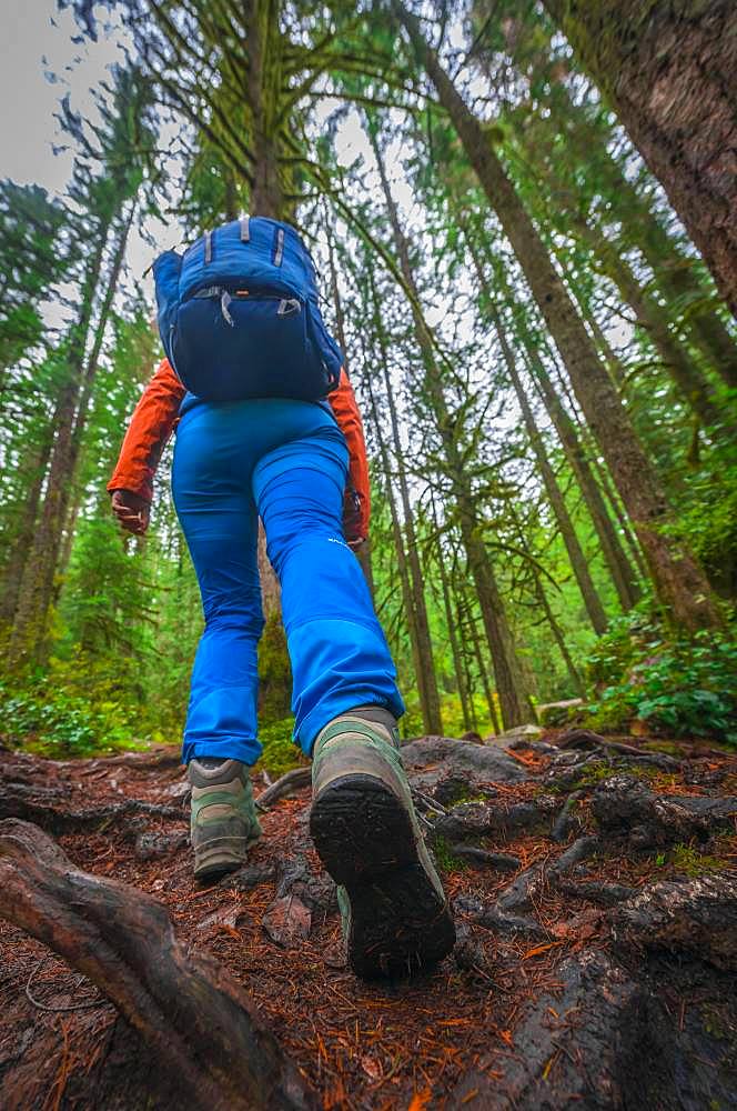 Hiker on a forest path, hiking shoe close-up, Washington, USA, North America