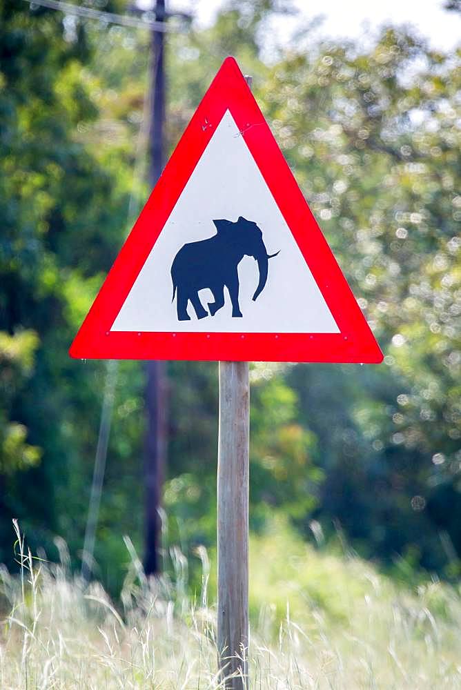 Warning sign, Warning of wild elephants, Manyeleti Game Reserve, South Africa, Africa