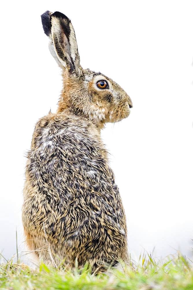 European hare (Lepus europaeus) sits attentively in the grass, Burgenland, Austria, Europe