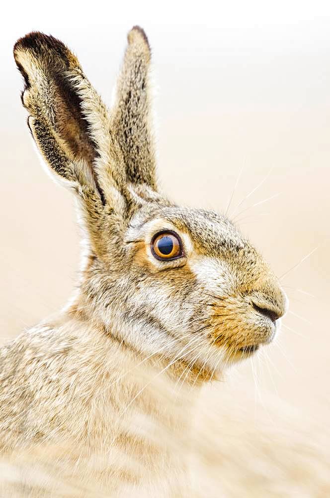 European hare (Lepus europaeus) sits attentively in the field, animal portrait, Burgenland, Austria, Europe