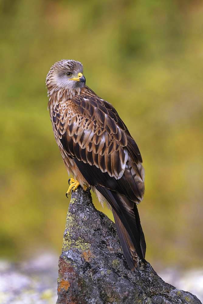 Red kite (Milvus milvus), sitting on a lichen covered stone, Black Forest, Baden-Wuerttemberg, Germany, Europe