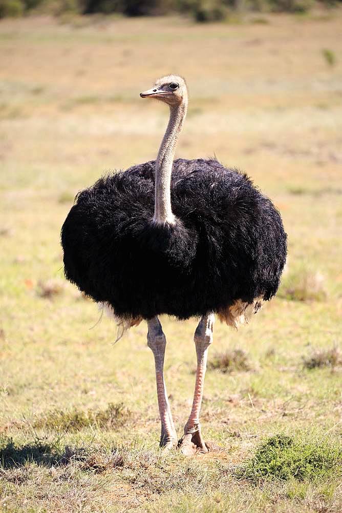 South African ostrich (Struthio camelus australis), adult, male, Addo Elephant National Park, Eastern Cape, South Africa, Africa