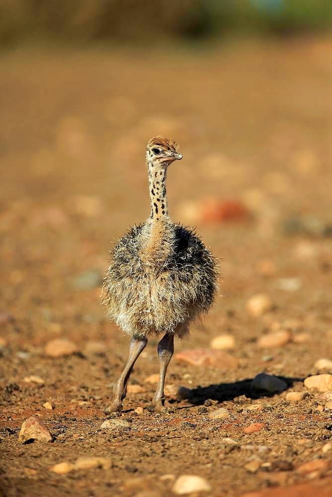 South African ostrich (Struthio camelus australis), chick, Oudtshoorn, Western Cape, South Africa, Africa