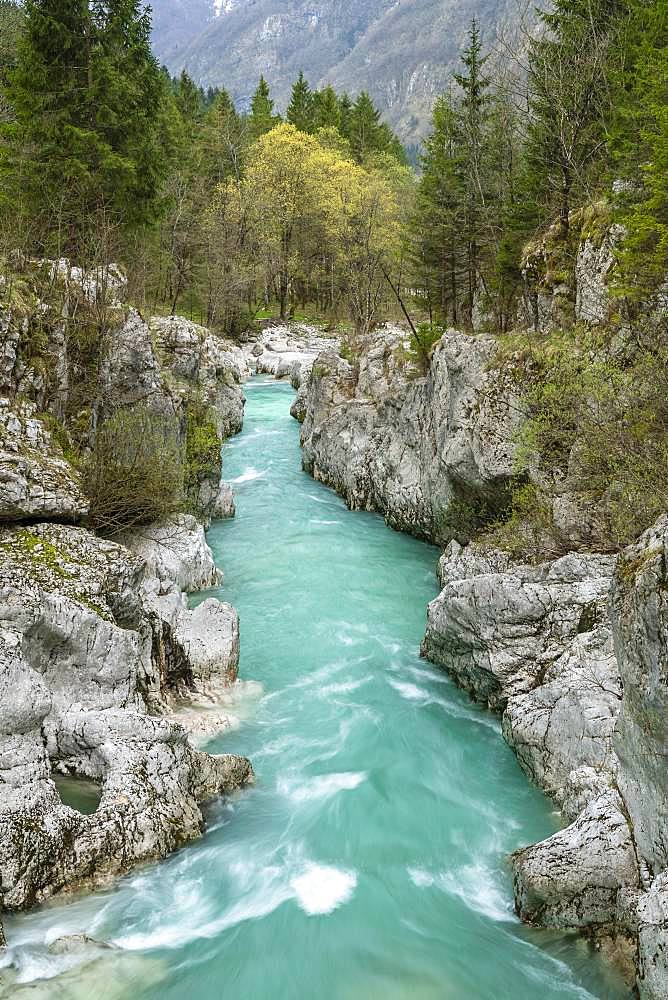 Emerald green wild river Soca flows through narrow canyon, Soca Valley, Triglav National Park, Bovec, Slovenia, Europe