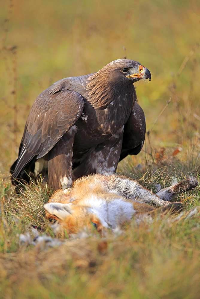 Golden eagle (Aquila chrysaetos), adult, alert with captured fox, Slovakia, Europe