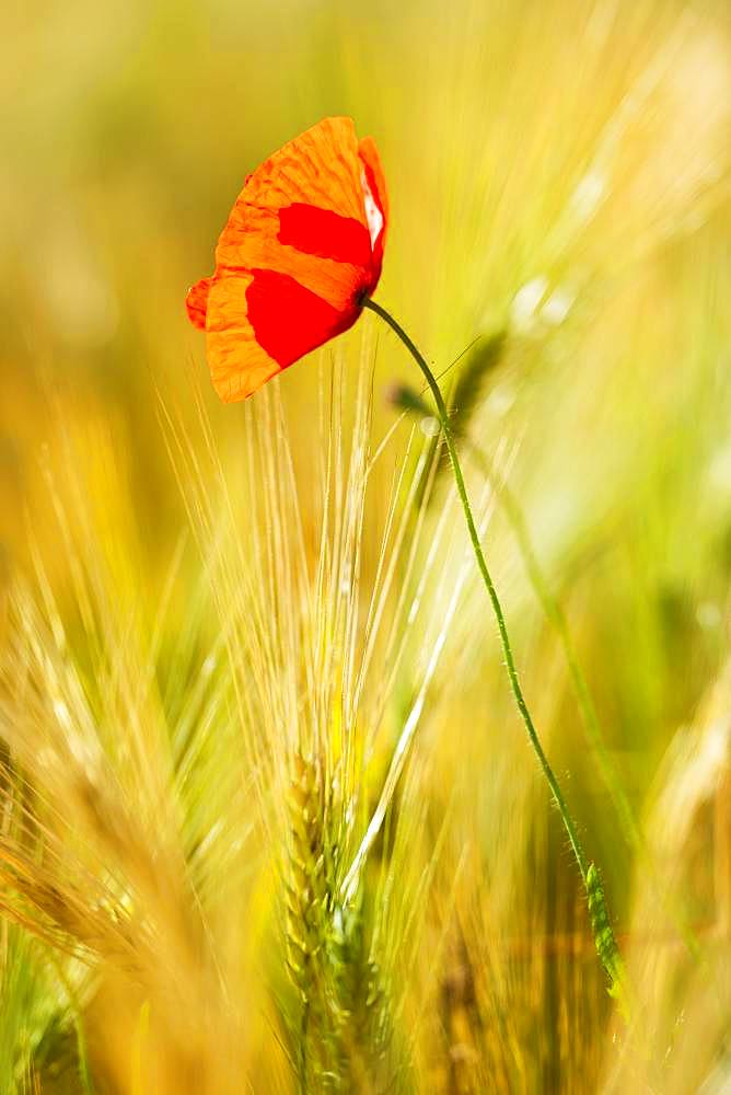 Single red Poppy flower (Papaver) flowers in the barley field, Saxony-Anhalt, Germany, Europe