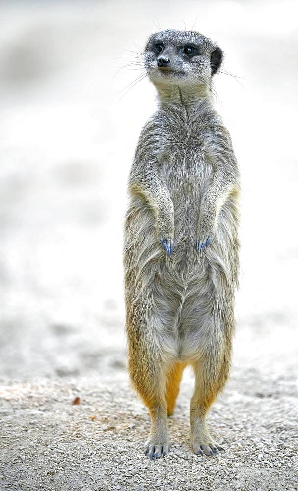 Meerkat (Suricata suricatta), captive, standing upright, Germany, Europe