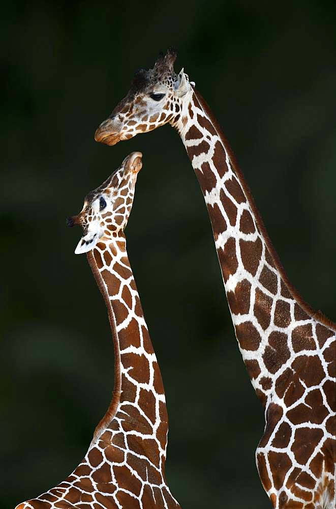 Two Reticulated giraffe (Giraffa camelopardalis reticulata), mother animal and young animal, captive, Germany, Europe