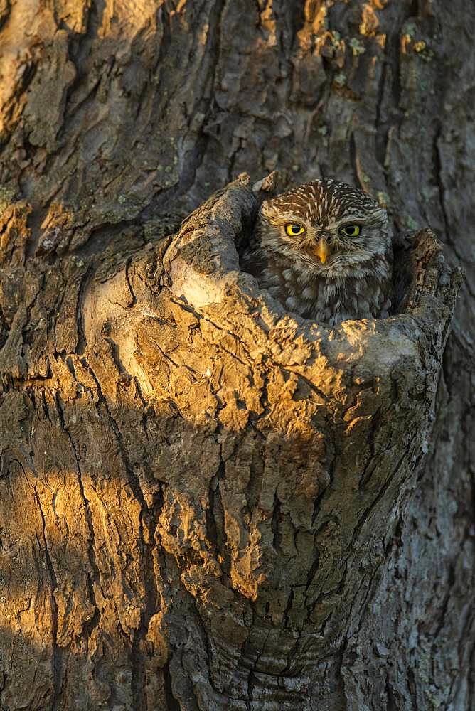 Little owl (Athene noctua) looks out of knot hole in tree, Germany, Europe