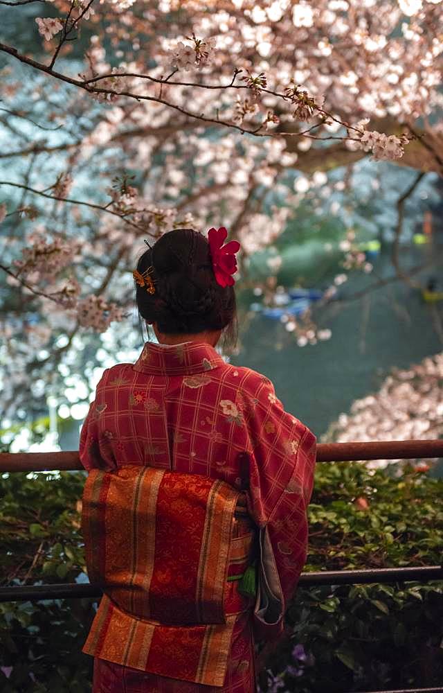 Japanese woman with kimono under blossoming cherry foams at night, Japanese cherry blossom in spring, Hanami Fest, Chidorigafuchi Green Way, Tokyo, Japan, Asia