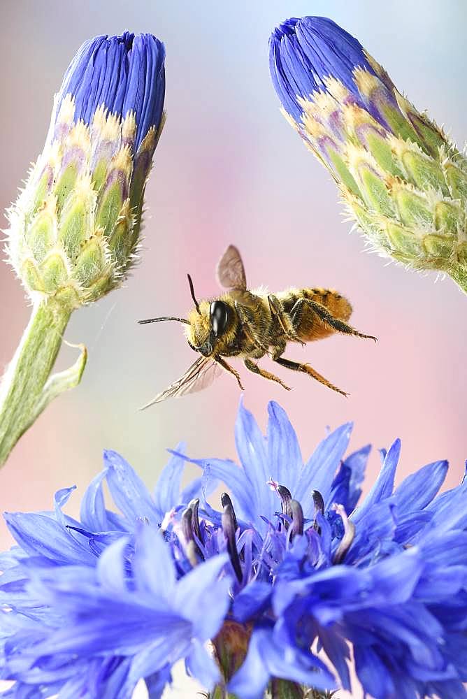 Patchwork leafcutter bee (Megachile centuncularis) in flight at the flower of a Cornflower (Cyanus segetum), Germany, Europe