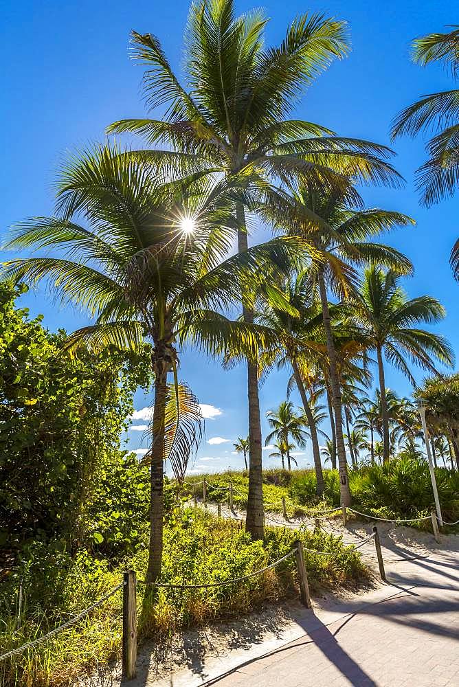 Palm trees, South Beach, Miami Beach, Miami-Dade County, Florida, USA,, North America