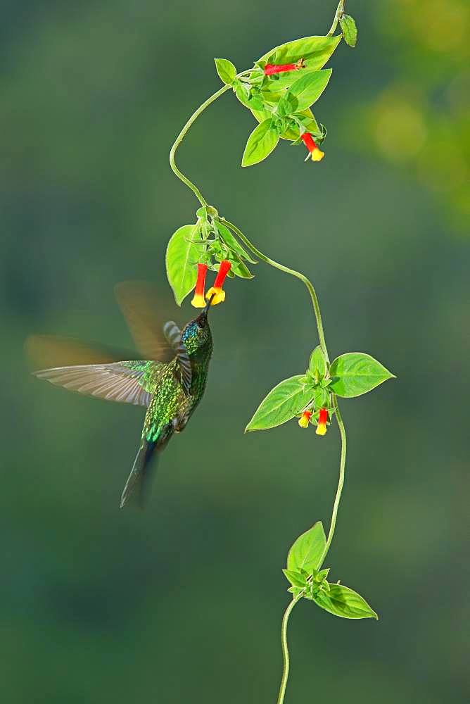 Violet-capped woodnymph (Thalurania glaucopis) drinking nectar at a flower, Atlantic Rainforest, State of Sao Paulo, Brazil, South America