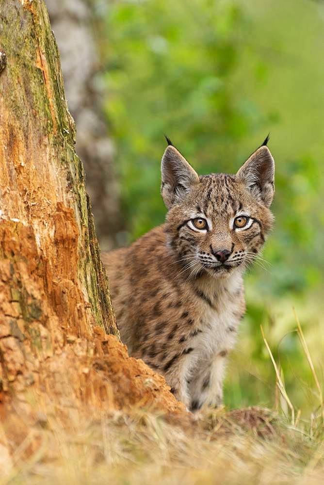 Lynx (Lynx lynx), young animal sitting behind tree trunk, Rhineland-Palatinate, Germany, Europe