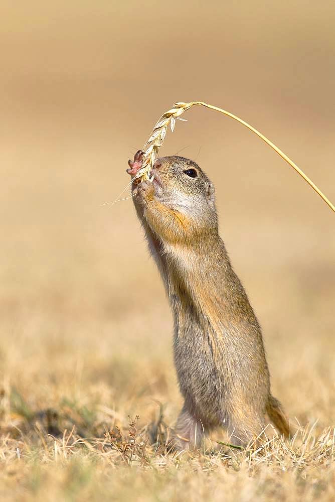 Suslik (Spermophilus citellus), adult animal stands at ear, Barley (Hordeum vulgare), National Park Lake Neusiedl, Seewinkel, Burgenland, Austria, Europe