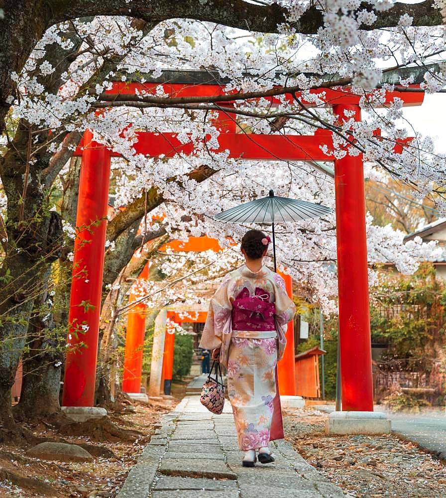 Japanese woman with kimono under blossoming cherry trees, Torii gate at Takenaka-Inari-Jinja shrine, Kyoto, Japan, Asia