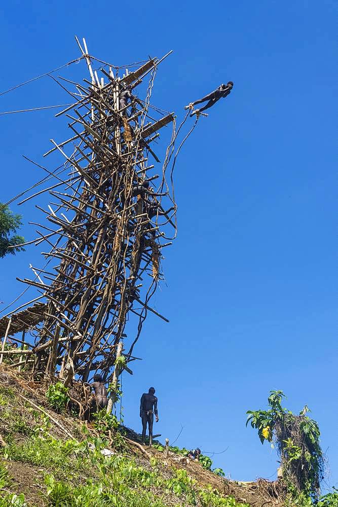 Man jumping from a bamboo tower, Pentecost land diving, Pentecost, Vanuatu, Oceania