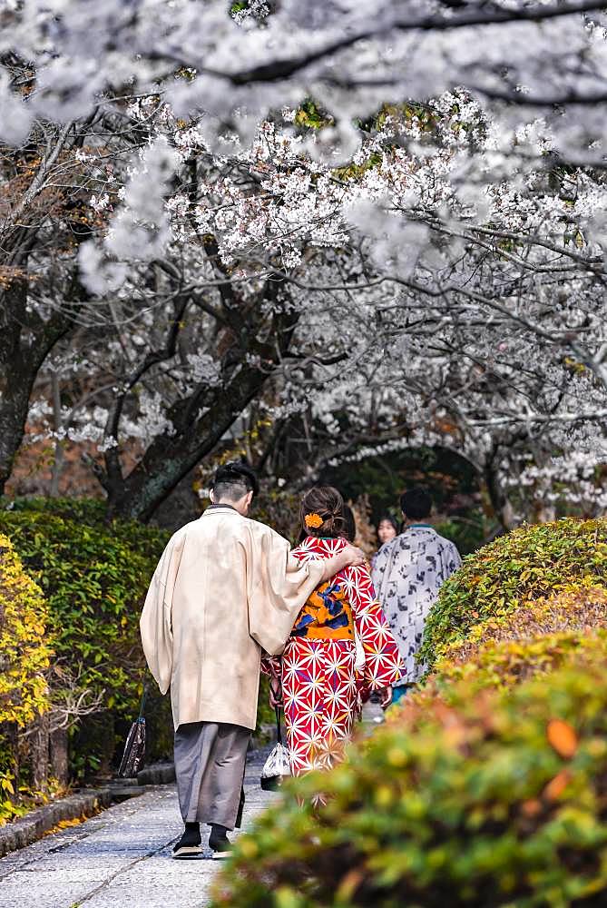 Japanese couple with kimono in a park during the cherry blossom season, colorful traditional clothes, Higashiyama, Kyoto, Japan, Asia