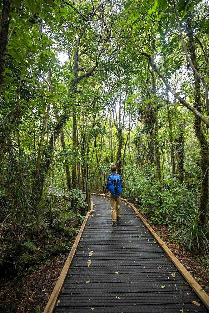 Young man on hiking trail in Kauri Forest, Kauri Walks, Waipoua Forest, Northland, North Island, New Zealand, Oceania