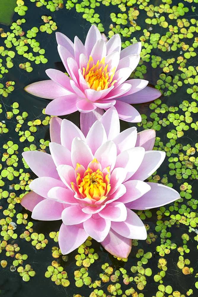 Rosa Water lilies (Nymphaea) between duckweeds, variety Pink Beauty, Baden-Wuerttemberg, Germany, Europe