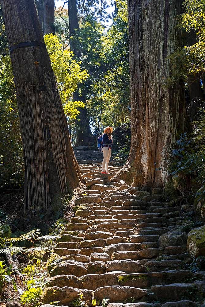 Hiker stands between big old trees, stony path in the forest to the Hirou-jinja Shinto shrine, pilgrim path Kumano Kodo, Nachisan, Wakayama, Japan, Asia