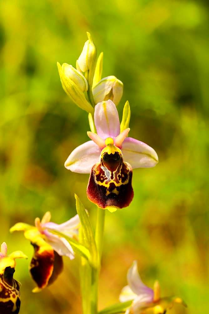 Late spider-orchid (Ophrys holoserica) wild orchid, in a meadow, Rhineland-Palatinate, Germany, Europe