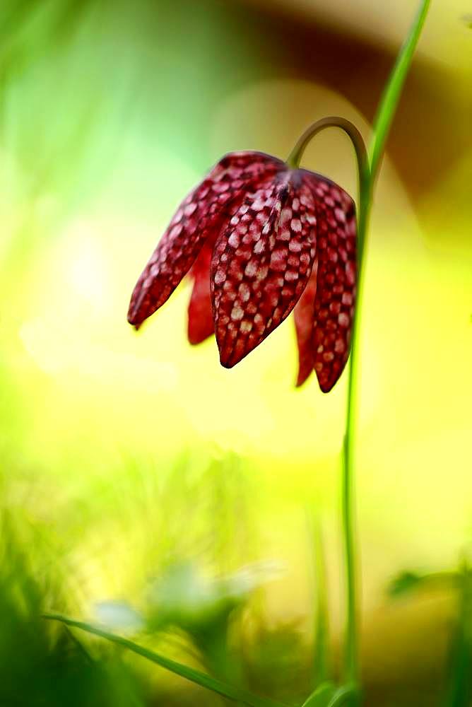 Snake's Head Fritillary (Fritillaria meleagris), Wilnsdorf, North Rhine-Westphalia, Germany, Europe