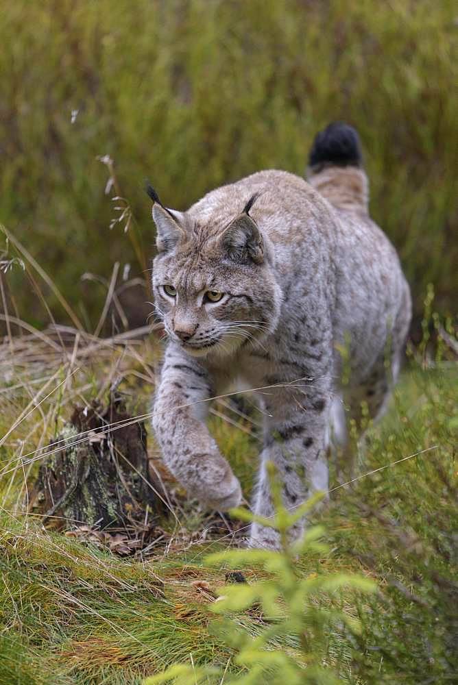 Eurasian lynx (Lynx lynx), running, Sumava National Park, Bohemian Forest, Czech Republic, Europe