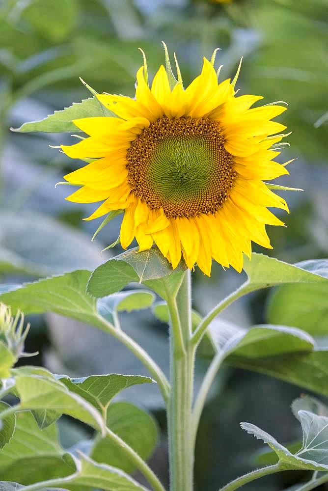 Sunflowers (Helianthus annuus) in a field, in full bloom, Lower Austria, Austria, Europe