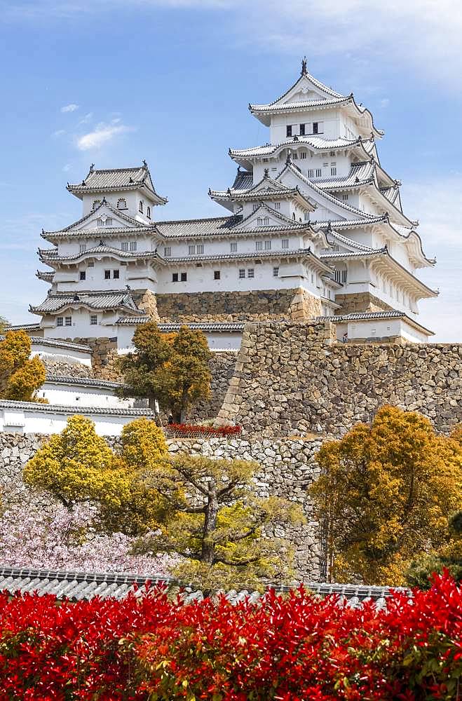 Blossoming cherry trees, Japanese cherry blossom, Himeji Castle, Himeji-jo, Shirasagijo or White Heron Castle, Prefecture Hyogo, Japan, Asia