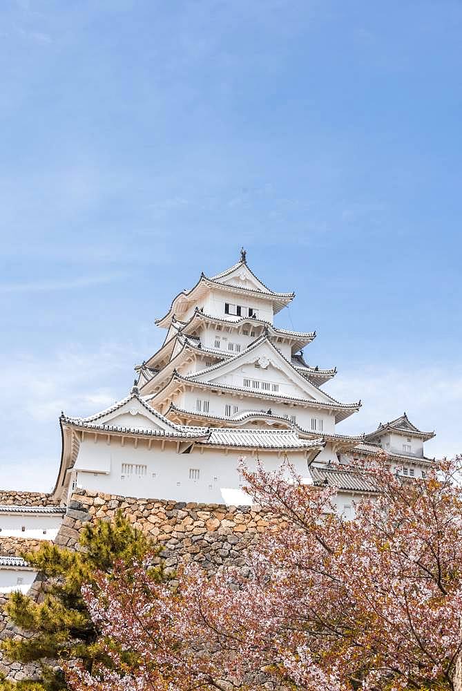 Blossoming cherry trees, Japanese cherry blossom, Himeji Castle, Himeji-jo, Shirasagijo or White Heron Castle, Himeji, Hyogo Prefecture, Japan, Asia