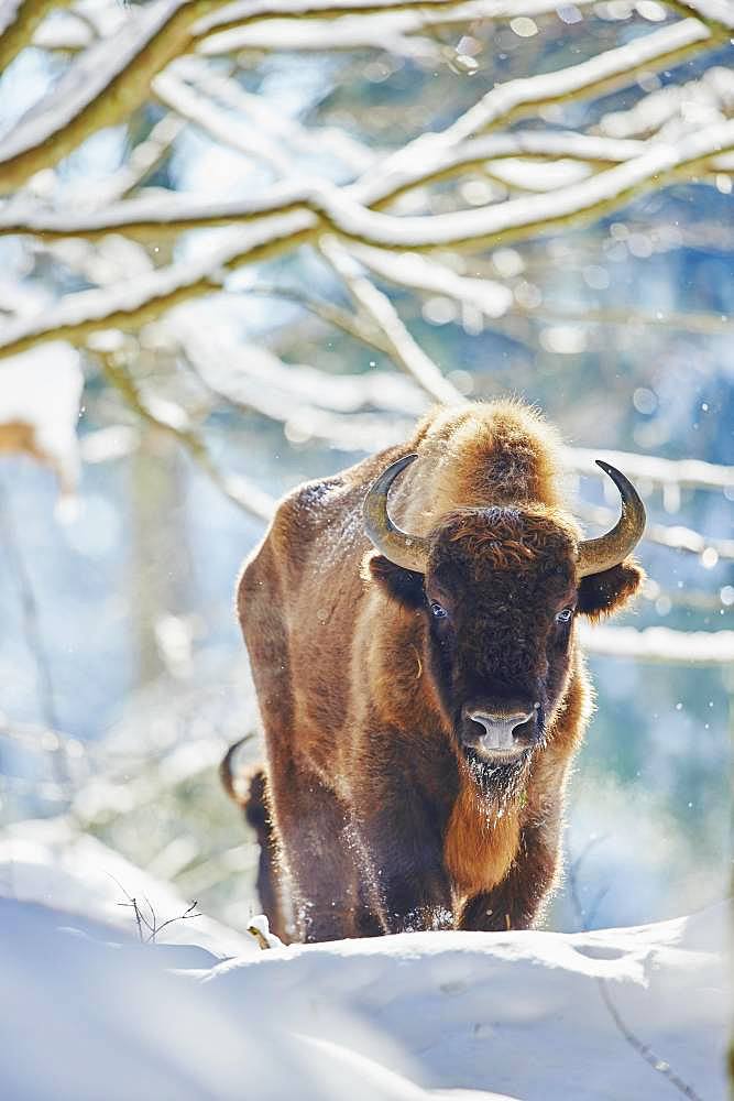 European bison (Bison bonasus) or Wisent in winter, captive, Bavarian Forest National Park, Bavaria, Germany, Europe