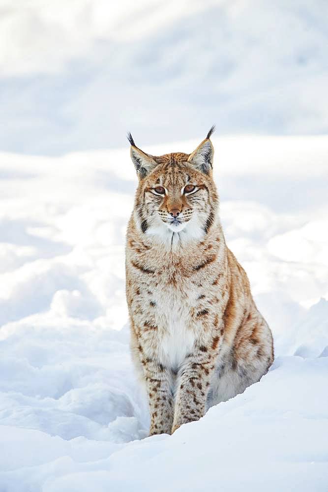 Eurasian lynx (Lynx lynx) in winter, captive, Bavarian Forest National Park, Bavaria, Germany, Europe