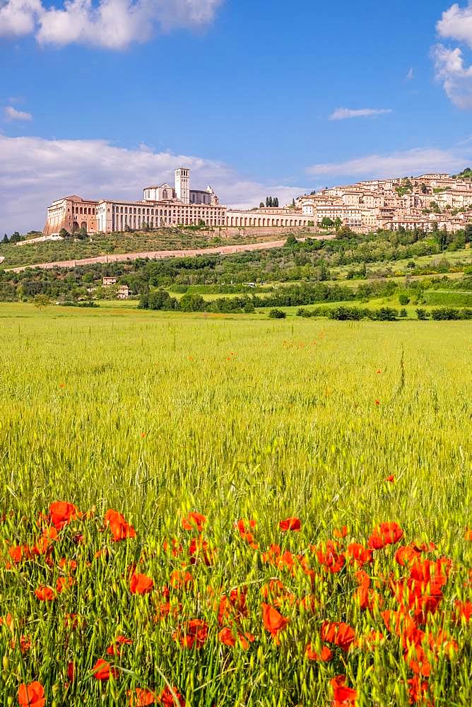 Field with poppy, city view with the basilica San Francesco, Assisi, province Perugia, Umbria, Italy, Europe