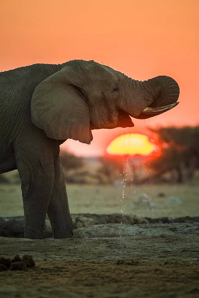 African elephant (Loxodonta africana) drinking at a waterhole at sunset, Nxai Pan National Park, Ngamiland, Botswana, Africa