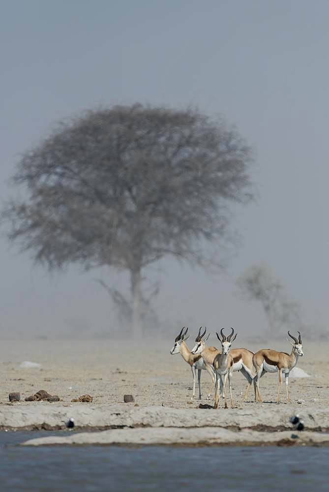 Springboks (Antidorcas marsupialis) in dusty air at a waterhole, Nxai Pan National Park, Ngamiland, Botswana, Africa