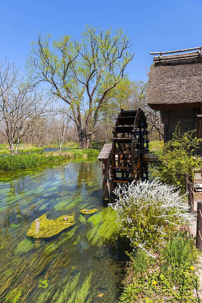 Water mill on a river, Daio Wasabi Farm, Nagano, Japan, Asia