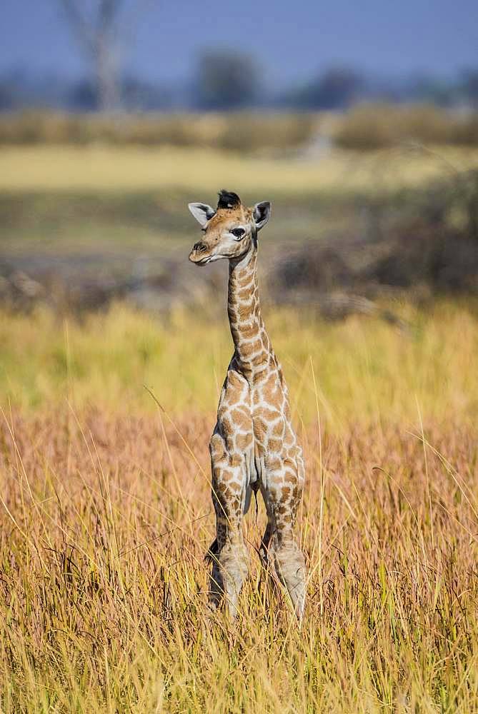 Angolan Giraffe (Giraffa camelopardalis angolensis), young animal, Moremi Wildlife Reserve, Ngamiland, Botswana, Africa