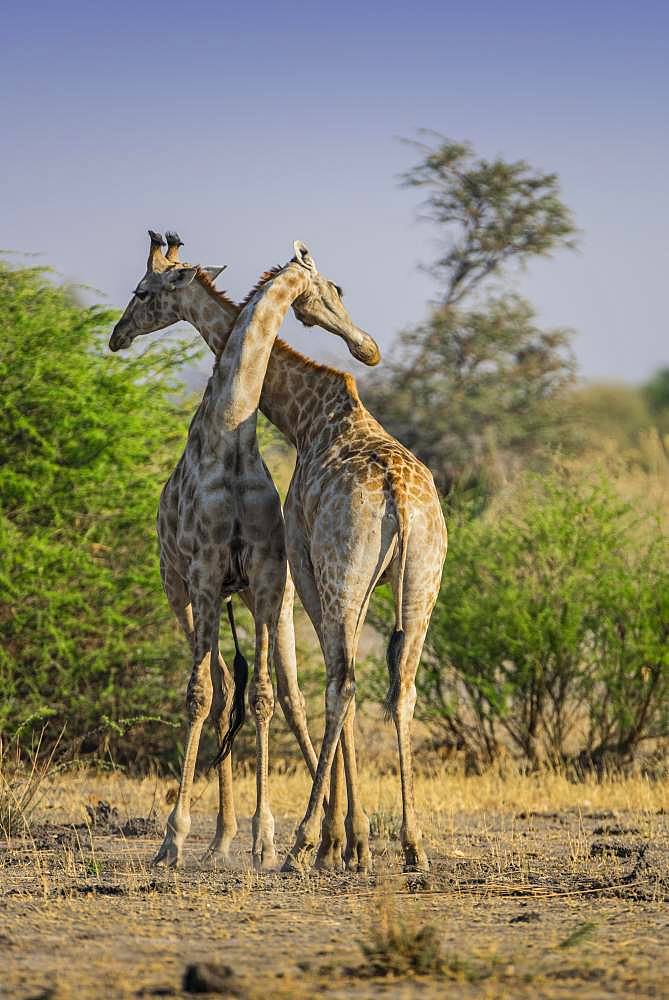 Angolan Giraffes (Giraffa camelopardalis angolensis), two bulls fighting, Moremi Wildlife Reserve, Ngamiland, Botswana, Africa